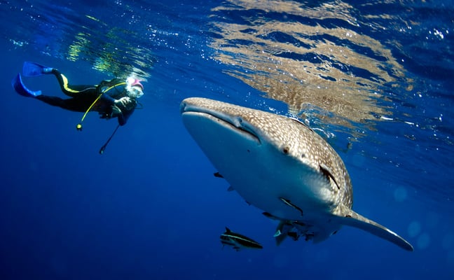 Swimming with Whale Sharks
