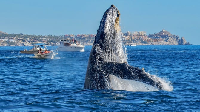 Whale Watching