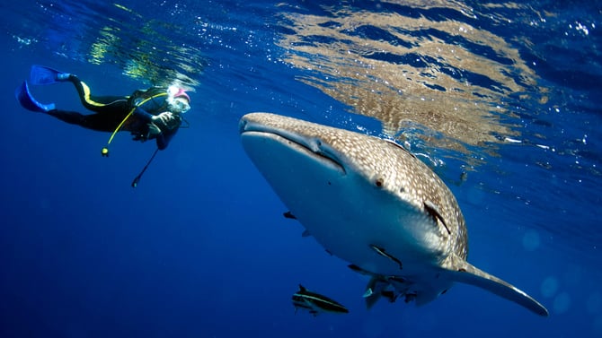 Swimming With Whale Sharks